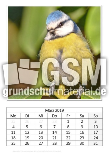 März_Blaumeise_1.pdf